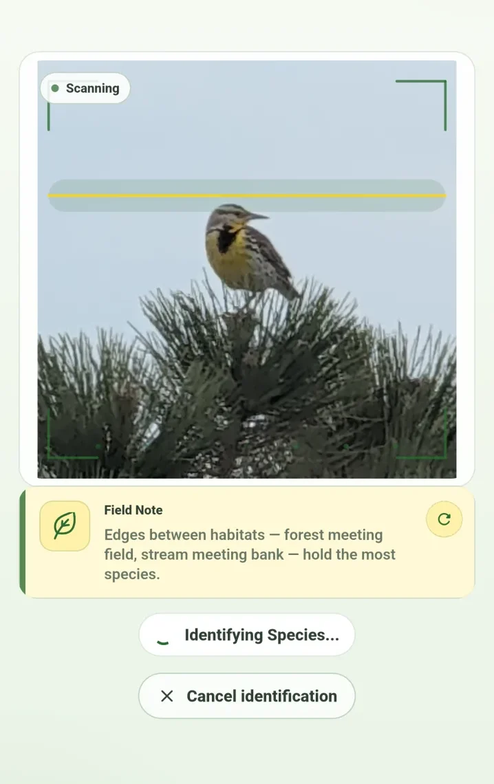 Wildcard Dex AI scan identifying a species