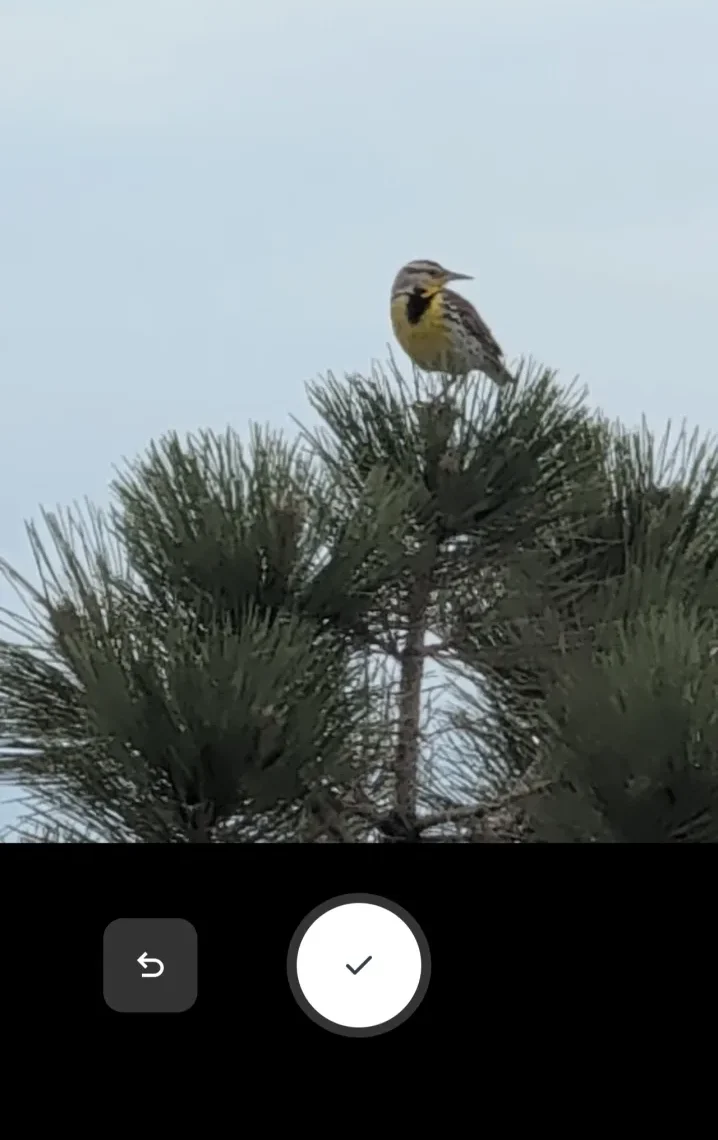 Wildcard Dex camera screen pointed at wildlife