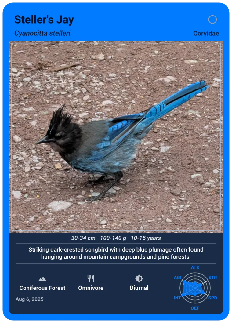 Steller's Jay, Rare card